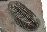 Pair Of Struveaspis Trilobites - Jorf, Morocco #233138-10